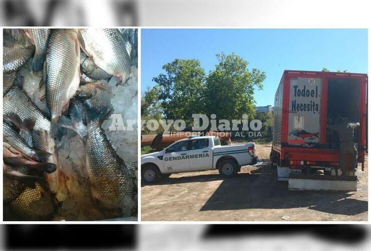 Imagen de Gendarmería decomisó 7.000 kilos de pescado