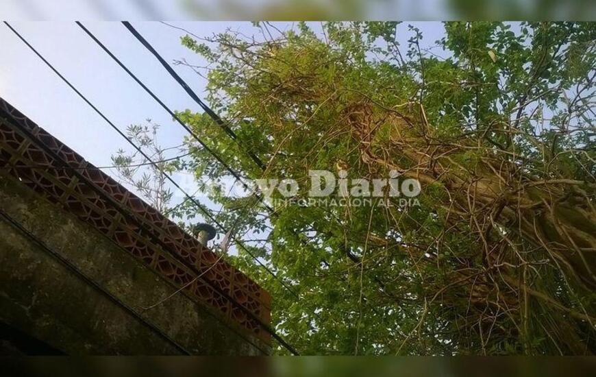 Sobre la imagen. La vecina tom&oacute; la foto y decidi&oacute; enviarla a los medios.