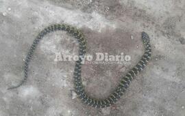 Imagen de Estaban trabajando y los sorprendi&oacute; una visita inesperada