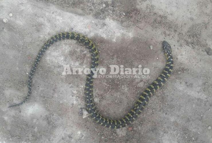 Imagen de Estaban trabajando y los sorprendió una visita inesperada