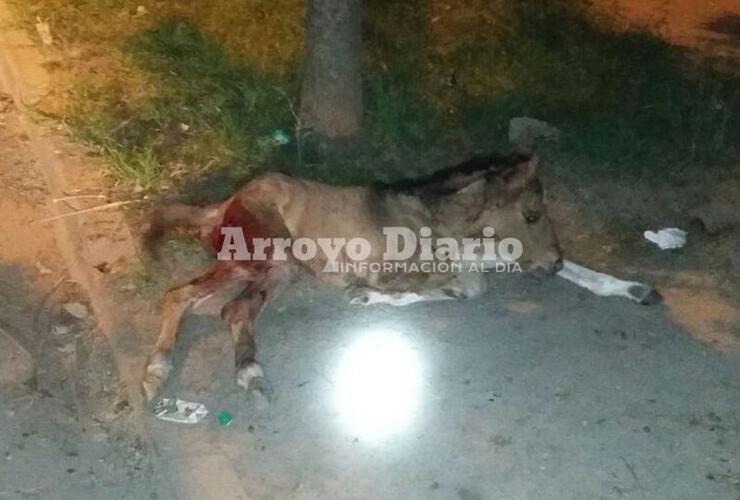 Terrible ataque. Este es el animalito que resultó herido anoche.