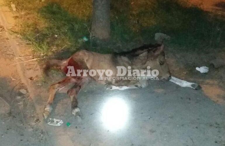 Terrible ataque. Este es el animalito que resultó herido anoche.