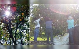 En la previa. Empleados municipales ya estuvieron recogiendo las frutas para poder entregar el día de la actividad.