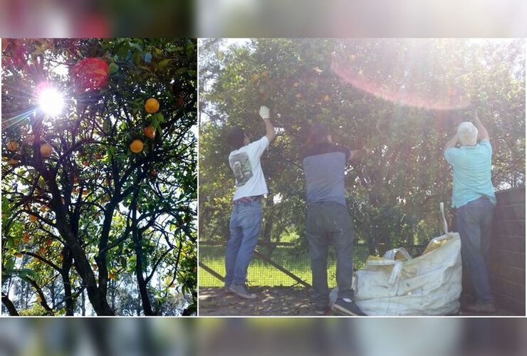 En la previa. Empleados municipales ya estuvieron recogiendo las frutas para poder entregar el día de la actividad.