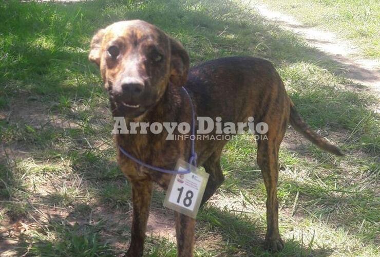 Imagen de La jornada de castración se realiza en el Polideportivo Comunal