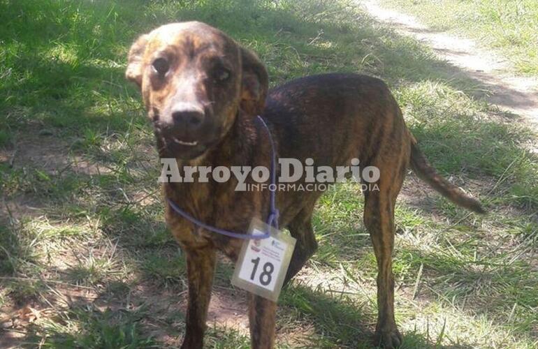 Imagen de La jornada de castración se realiza en el Polideportivo Comunal