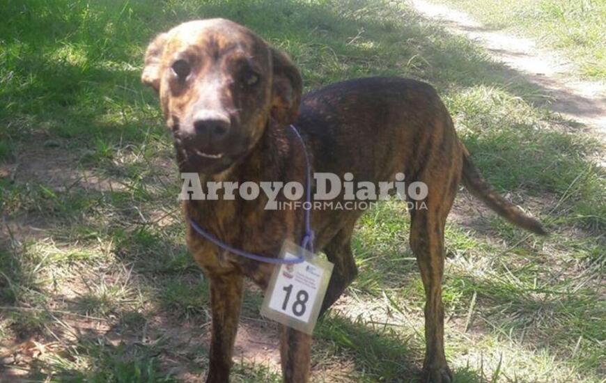 Imagen de La jornada de castración se realiza en el Polideportivo Comunal