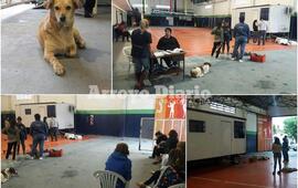 Imagen de Finalizó la campaña de castración