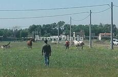 En plena tarea. Esta ma&ntilde;ana en inmediaciones del camino al Rowing (calle An&iacute;bal Maffei)