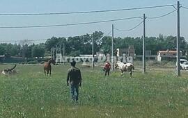 En plena tarea. Esta ma&ntilde;ana en inmediaciones del camino al Rowing (calle An&iacute;bal Maffei)