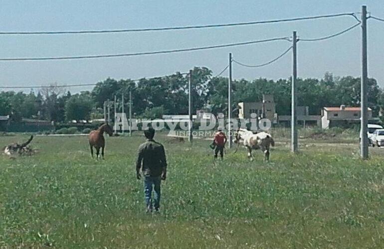 En plena tarea. Esta ma&ntilde;ana en inmediaciones del camino al Rowing (calle An&iacute;bal Maffei)