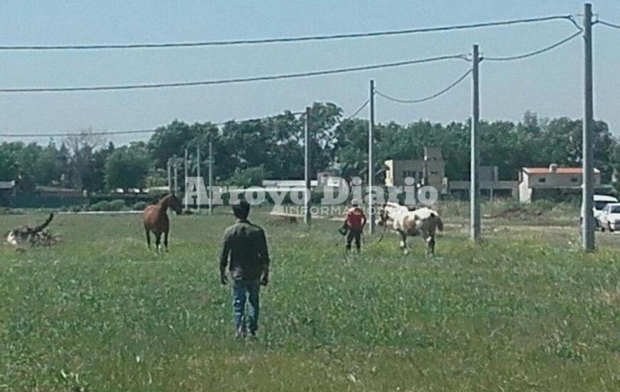 En plena tarea. Esta mañana en inmediaciones del camino al Rowing (calle Aníbal Maffei)