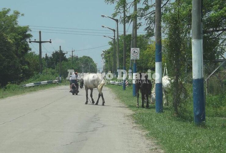 Imagen de Caballos sueltos camino al Rowing