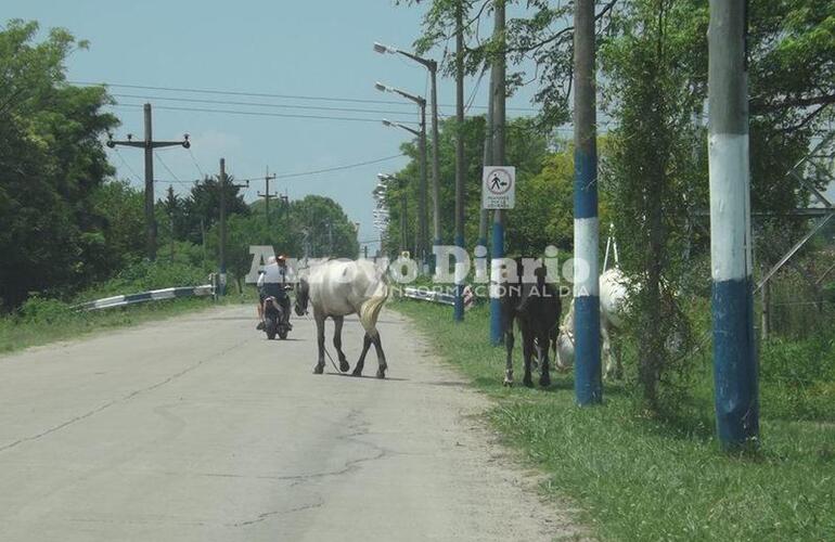 Imagen de Caballos sueltos camino al Rowing