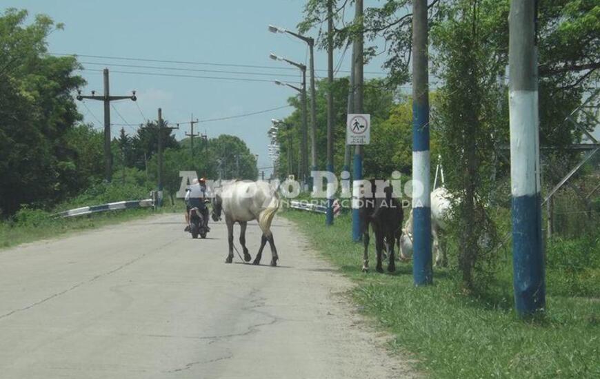 Imagen de Caballos sueltos camino al Rowing