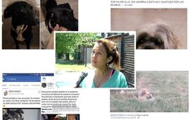 Algunas de las publicaciones que se compartieron en las redes sociales. Afortunadamente algunos animalitos se reencontraron con sus dueños.