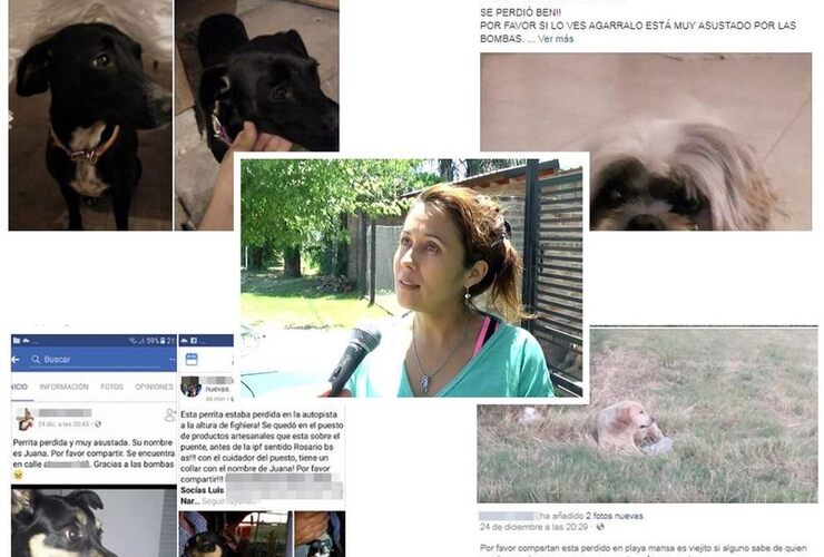 Algunas de las publicaciones que se compartieron en las redes sociales. Afortunadamente algunos animalitos se reencontraron con sus dueños.