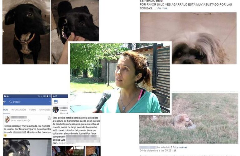 Algunas de las publicaciones que se compartieron en las redes sociales. Afortunadamente algunos animalitos se reencontraron con sus dueños.