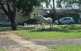 En pleno boulevard. Así se encontraba el equino en la mañana de hoy.