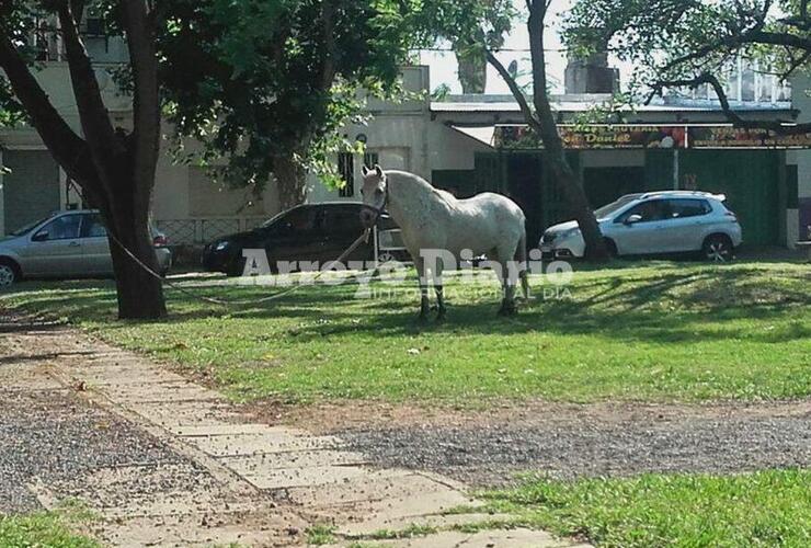 En pleno boulevard. Así se encontraba el equino en la mañana de hoy.