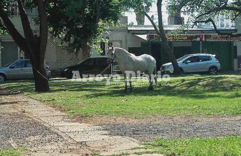 En pleno boulevard. Así se encontraba el equino en la mañana de hoy.