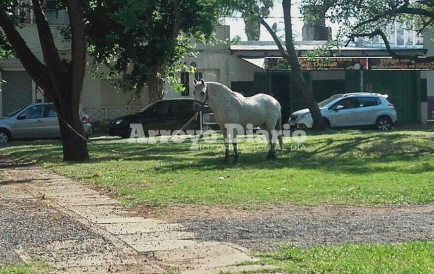 En pleno boulevard. Así se encontraba el equino en la mañana de hoy.