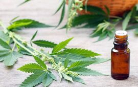 Imagen de Santa Fe se acerca a la producción de aceite de cannabis