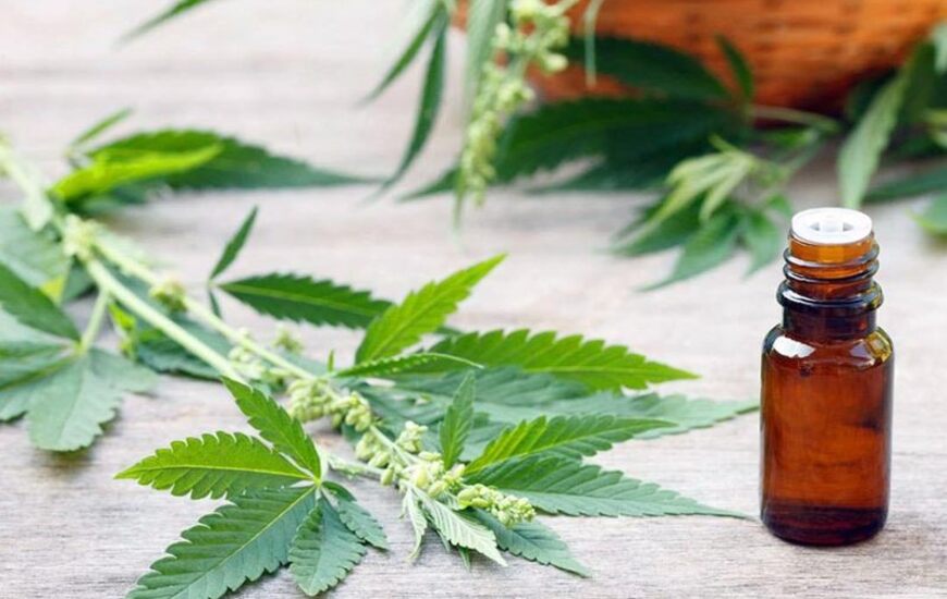 Imagen de Santa Fe se acerca a la producci&oacute;n de aceite de cannabis