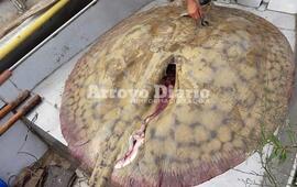Imagen de Pescaron una raya de 180 kilos