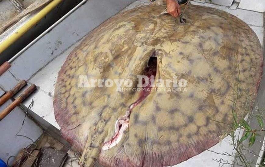 Imagen de Pescaron una raya de 180 kilos