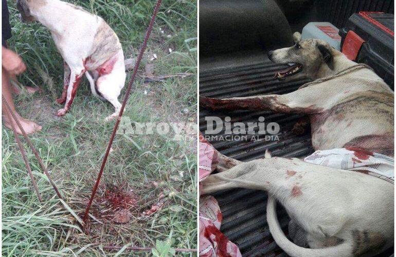 Casos delicados. Este tipo de situaciones son las que se encuentran las proteccionistas, a las cuales les hacen frente pero es necesaria también la ayuda de la comunidad para continuar salvando vidas de estos indefensos seres. Casos delicados. Este tipo de situaciones son las que se encuentran las proteccionistas, a las cuales les hacen frente pero es necesaria también la ayuda de la comunidad para continuar salvando vidas de estos indefensos seres.