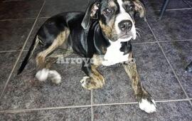 Imagen de Buscan dueños de una perrita hallada en la calle