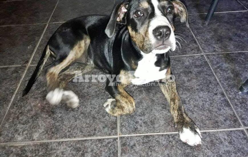 Imagen de Buscan due&ntilde;os de una perrita hallada en la calle