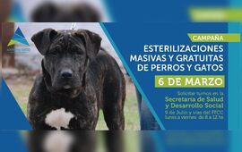 Imagen de Nueva jornada de esterilizaciones para perros y gatos