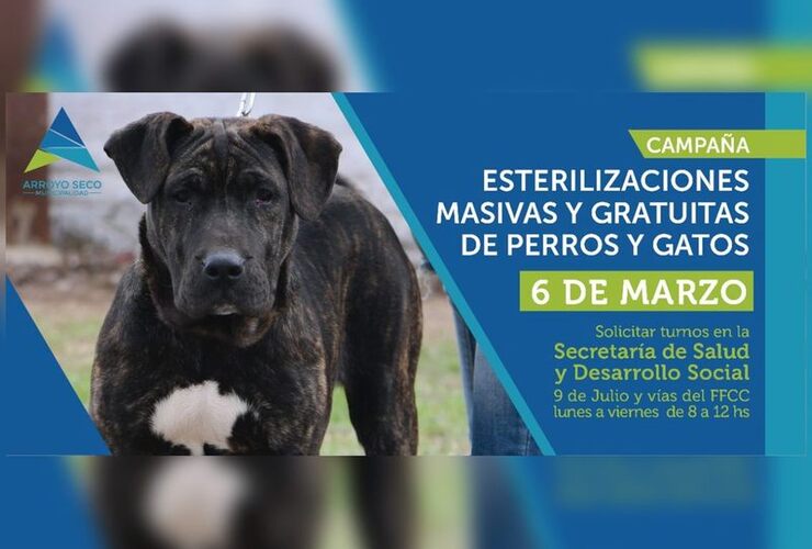 Imagen de Nueva jornada de esterilizaciones para perros y gatos