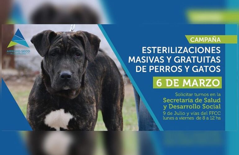 Imagen de Nueva jornada de esterilizaciones para perros y gatos