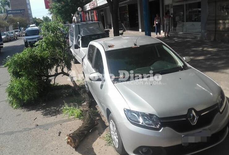 Imagen de Se cortó una gran rama y cayó sobre un auto