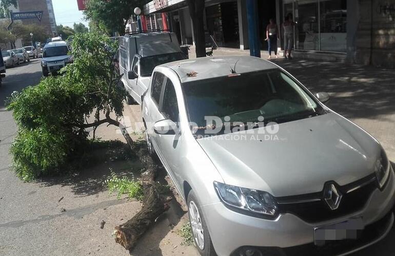 Imagen de Se cortó una gran rama y cayó sobre un auto