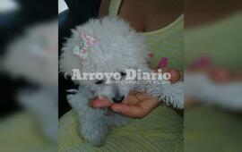 Imagen de Le entraron a robar y les llevaron hasta la mascota