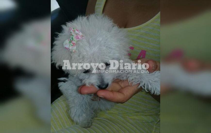 Imagen de Le entraron a robar y les llevaron hasta la mascota