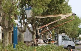 Arrancaron esta semana. Los trabajos de escamonda comenzaron el lunes pasado. Foto: Mat&iacute;as Perfetto, Municipalidad de Arroyo Seco.