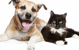 Imagen de Atención: Campaña de castración de perros y gatos