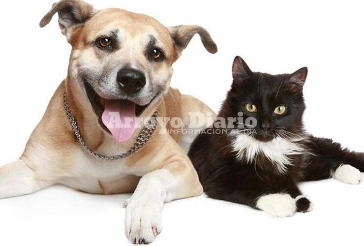 Imagen de Atención: Campaña de castración de perros y gatos