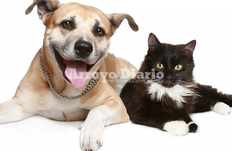 Imagen de Atenci&oacute;n: Campa&ntilde;a de castraci&oacute;n de perros y gatos