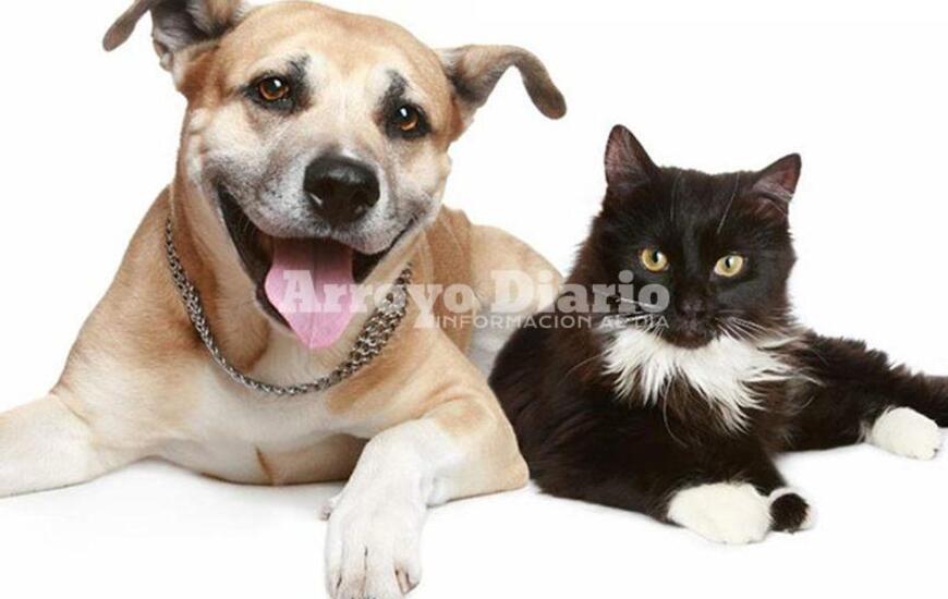 Imagen de Atenci&oacute;n: Campa&ntilde;a de castraci&oacute;n de perros y gatos