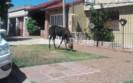 Imagen de Caballo suelto en Gaboto y Juárez Celman