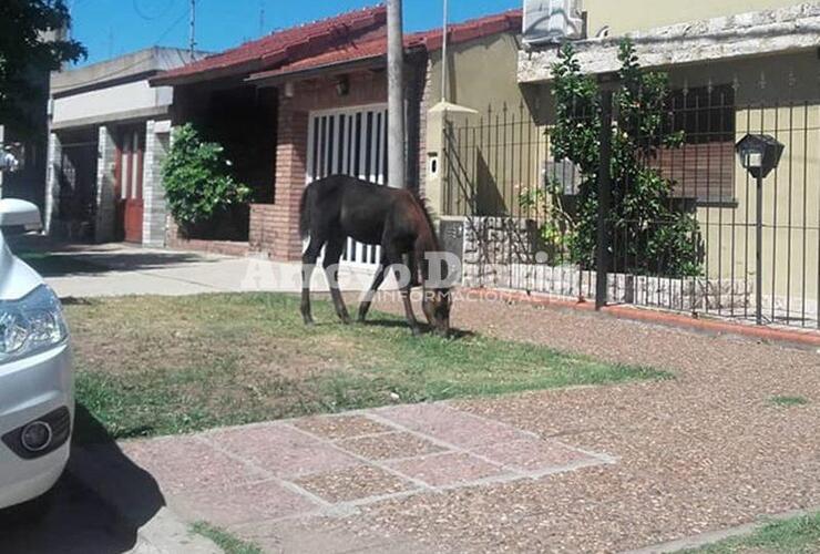 Imagen de Caballo suelto en Gaboto y Juárez Celman