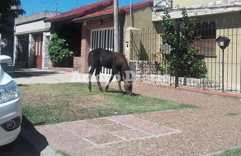 Imagen de Caballo suelto en Gaboto y Juárez Celman