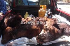 Imagen de Cuatrerismo: mutilan animales en el campo de la familia Brancolini