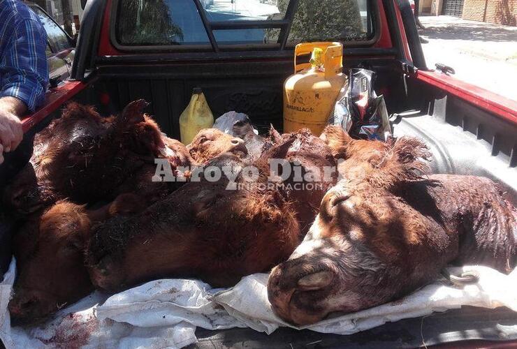 Imagen de Cuatrerismo: mutilan animales en el campo de la familia Brancolini